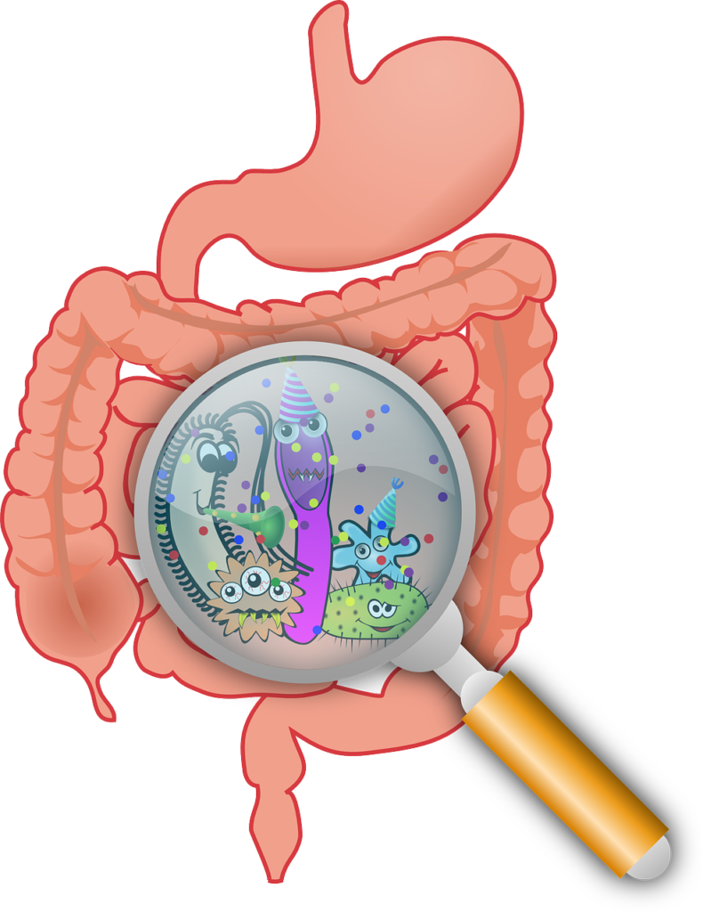 Probiotics and Gut Bacteria